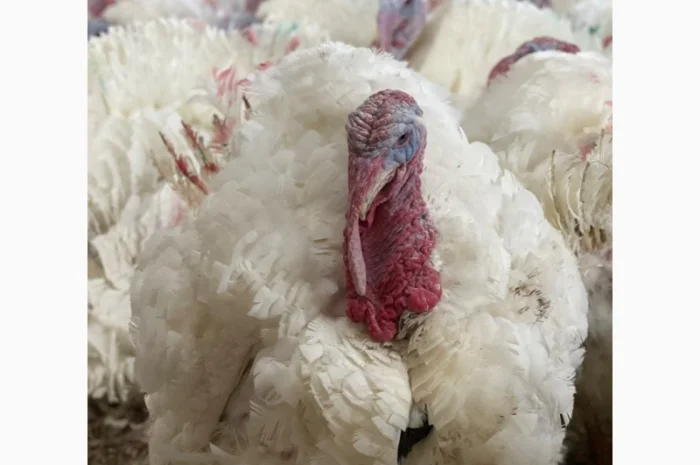 Добові індичата кросса Big 6(B.U.T.)- фото № 3