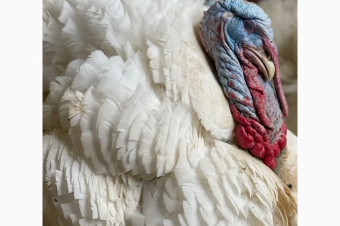 Добові індичата кросса Big 6(B.U.T.)- фото № 4