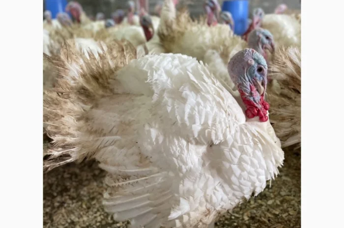 Добові індичата кросса Big 6(B.U.T.)- фото № 5