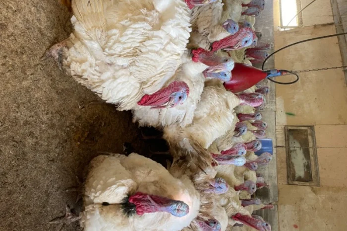 Добові індичата кросса Big 6(B.U.T.)- фото № 6