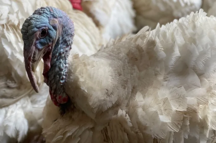 Добові індичата кросса Big 6(B.U.T.)- фото № 7