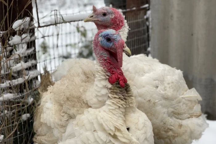 Добові індичата кросса Big 6(B.U.T.)- фото № 8