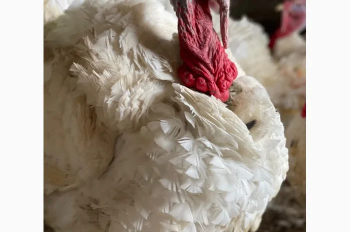 Добові індичата кросса Big 6(B.U.T.)- фото № 1