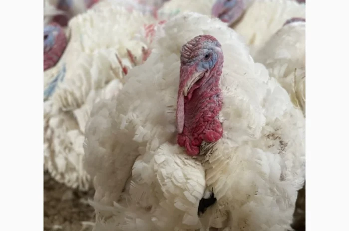 Добові індичата кросса Big 6(B.U.T.)- фото № 9