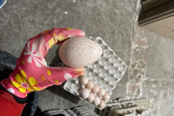 Добові індичата кросса Big 6(B.U.T.)- фото № 10