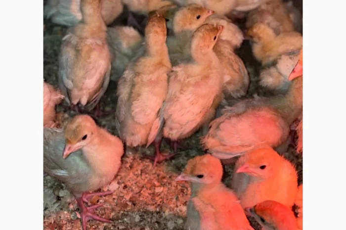 Добові індичата кросса Big 6(B.U.T.)- фото № 10