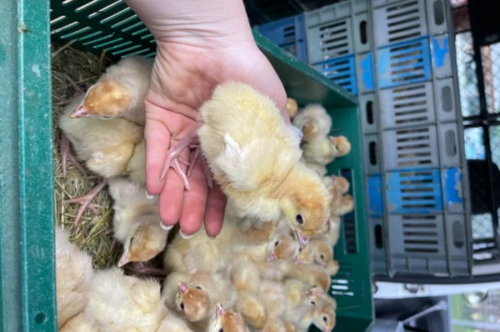 Добові індичата кросса Big 6(B.U.T.)- фото № 11