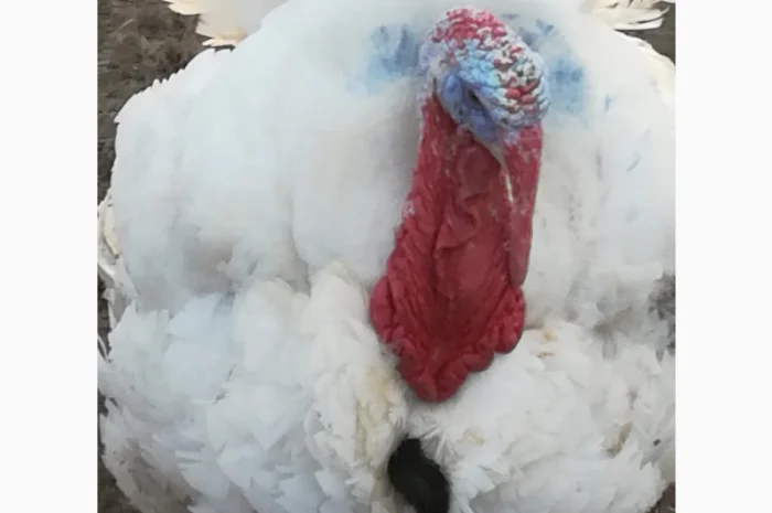 Виробник! Продам індичат Big-6- фото № 2