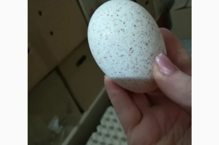 Виробник! Продам індичат Big-6- фото № 7