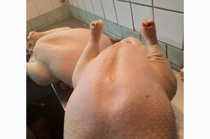 Виробник! Продам індичат Big-6- фото № 9