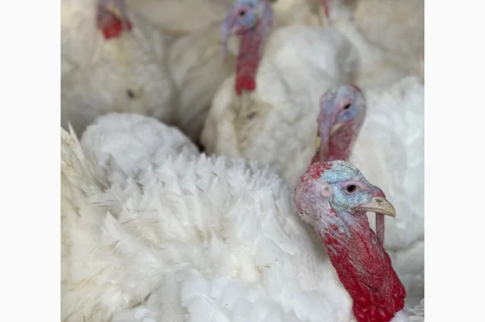 Виробник! Продам індичат Big-6- фото № 10