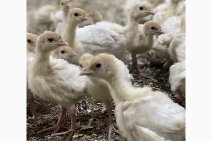 Виробник! Продам індичат Big-6- фото № 12