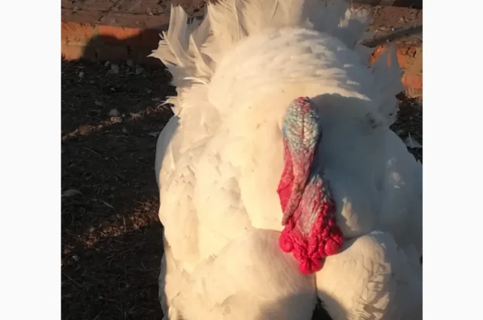 Виробник! Продам індичат Big-6- фото № 4