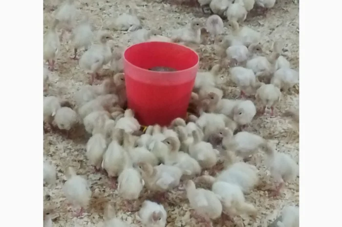 Виробник! Продам індичат Big-6- фото № 5