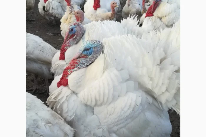 Виробник! Продам індичат Big-6- фото № 8