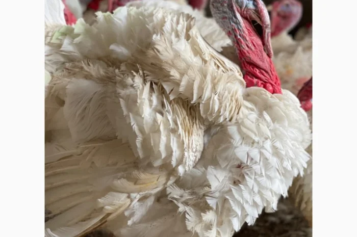 Продам індичат кросса Big-6- фото № 2