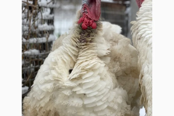 Індичата кроса Біг-6- фото № 2