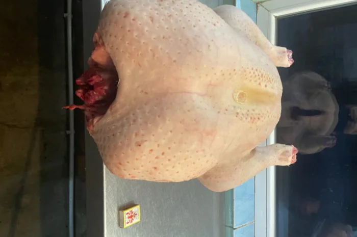 Індичата кроса Біг-6- фото № 4