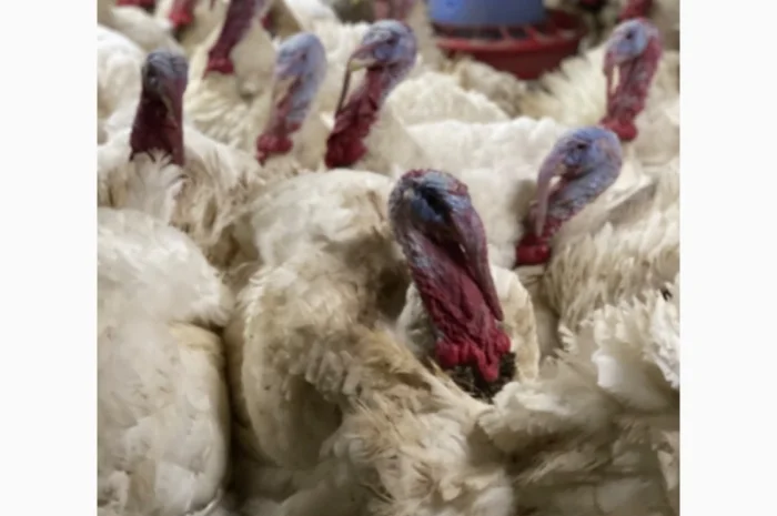 Індичата кроса Біг-6- фото № 5