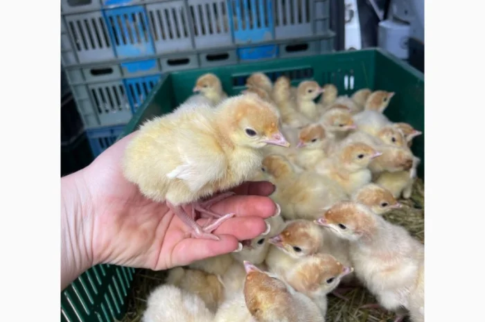 Індичата кроса Біг-6- фото № 1