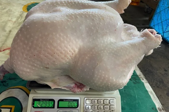 Виробник! Добові індичата кросса Big-6- фото № 7