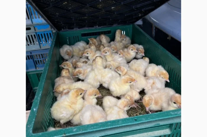 Виробник! Добові індичата кросса Big-6- фото № 8