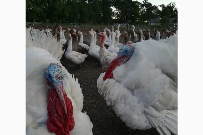 Виробник! Добові індичата кросса Big-6- фото № 3