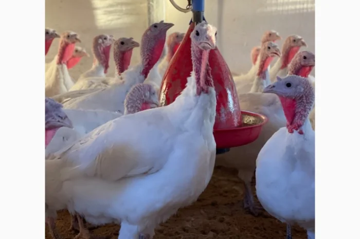 Виробник! Добові індичата кросса Big-6- фото № 4