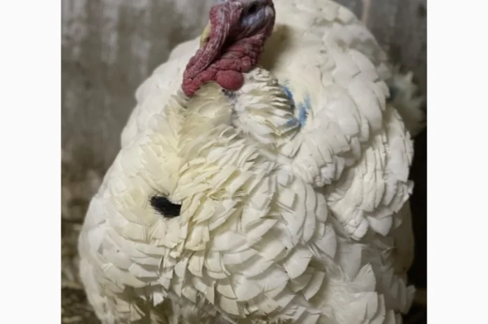 Виробник! Добові індичата кросса Big-6- фото № 5