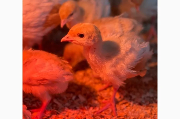 Виробник! Добові індичата кросса Big-6- фото № 6