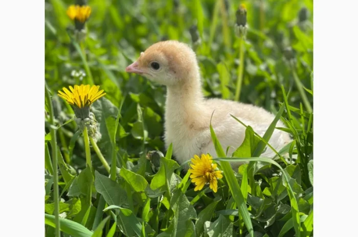 Добові індичата кросса Big-6- фото № 1