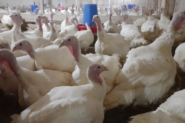 Продам индюшонка- фото № 6