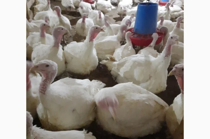 Продам индюшонка- фото № 7