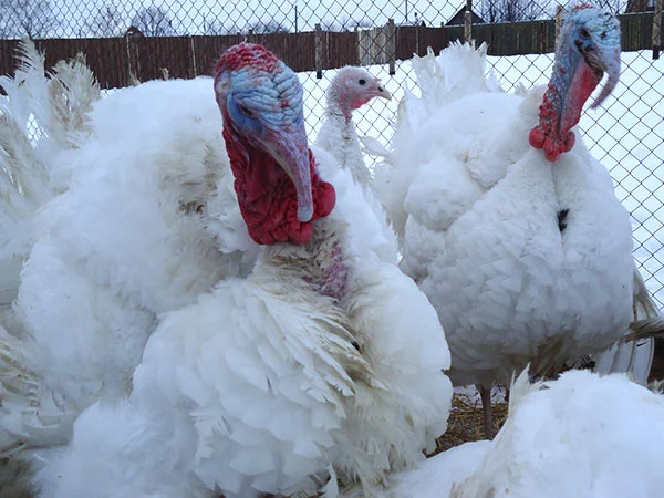 Продам индюшонка- фото № 2