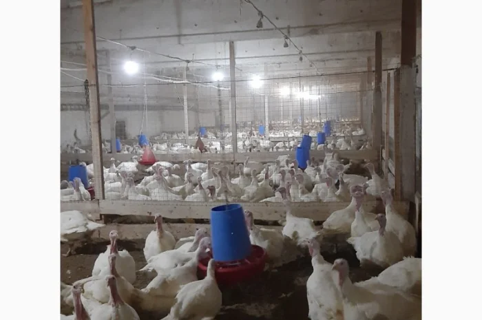 Продам индюшонка БИГ 6- фото № 3