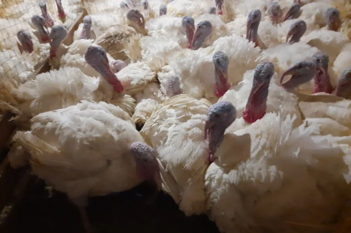 Продам индюшонка БИГ 6- фото № 4