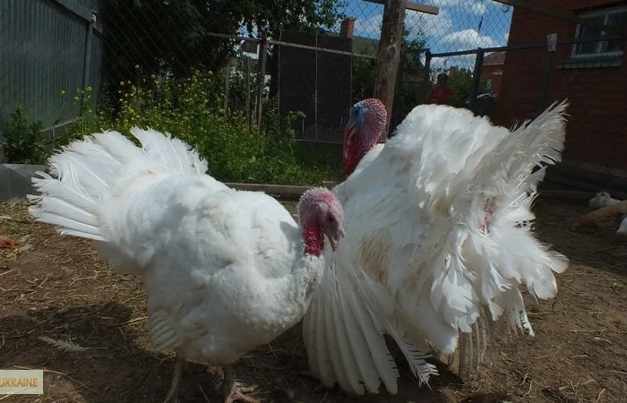 Индюшата Хайбрид Грейд Мейкер (Канада) от производителя- фото № 1