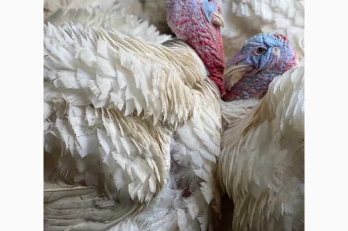 Продам индюшат- фото № 3