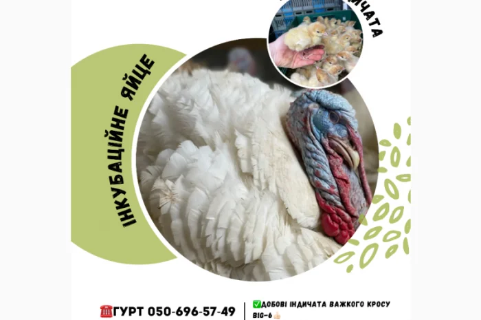 Продам индюшат- фото № 5