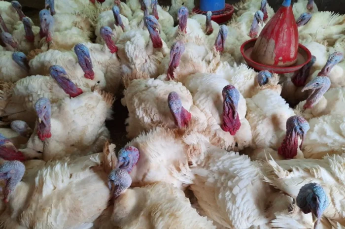 Виробник! Індичата Big-6 з доставкою- фото № 10