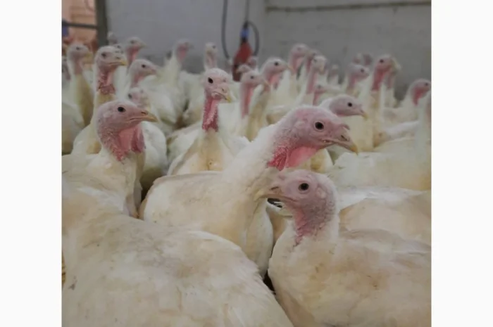 Виробник! Індичата Big-6 з доставкою- фото № 11