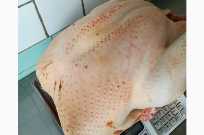 Виробник! Індичата Big-6 з доставкою- фото № 6