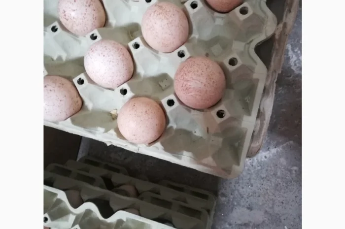 Виробник! Індичата Big-6 з доставкою- фото № 7