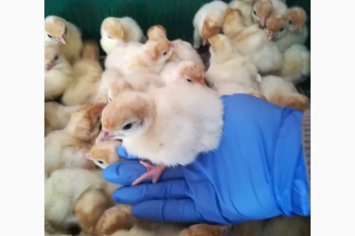 Виробник! Індичата Big-6 з доставкою- фото № 1