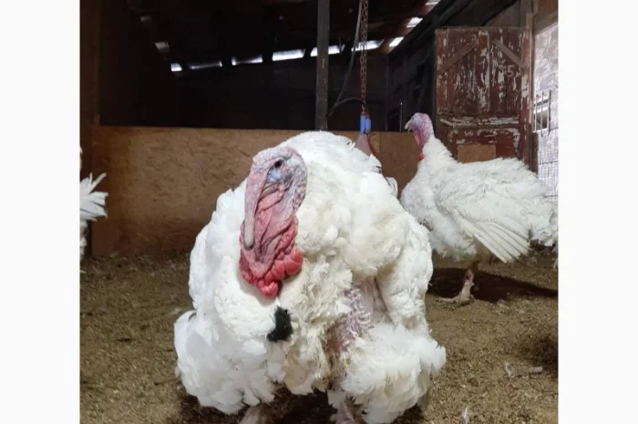 Виробник! Індичата Big-6 з доставкою- фото № 9