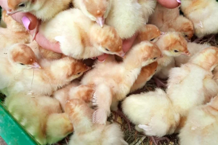 Big-6 індичата- фото № 1