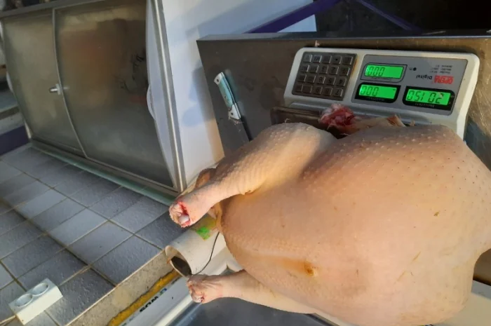 Big-6 індичата- фото № 11