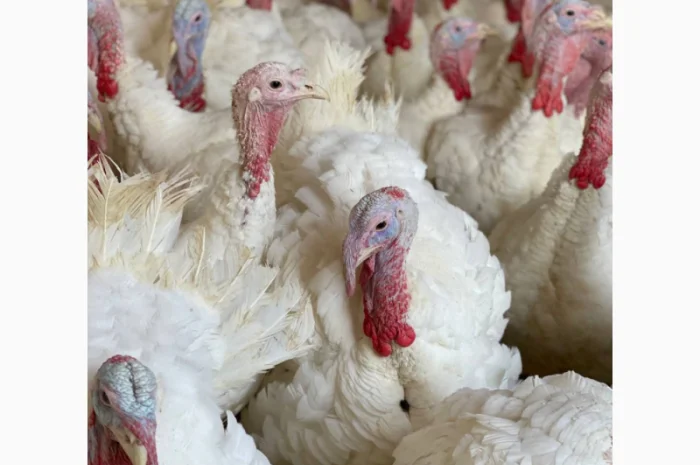 Big-6 індичата- фото № 2