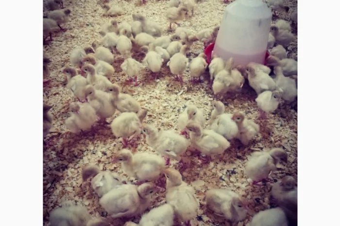 Big-6 індичата- фото № 5