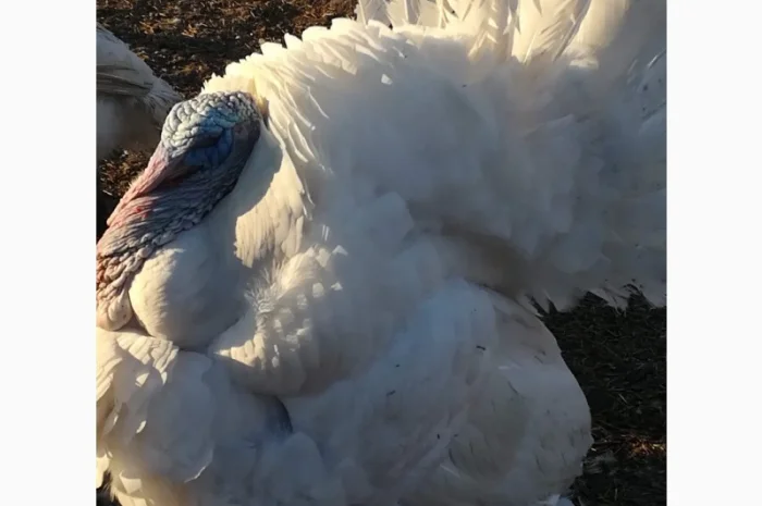 Big-6 індичата- фото № 6